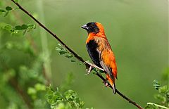 Southern Red Bishop